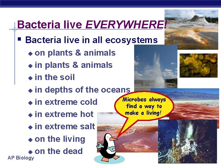 Bacteria live EVERYWHERE! § Bacteria live in all ecosystems on plants & animals u