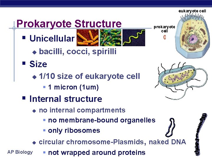 eukaryote cell Prokaryote Structure § Unicellular u prokaryote cell bacilli, cocci, spirilli § Size