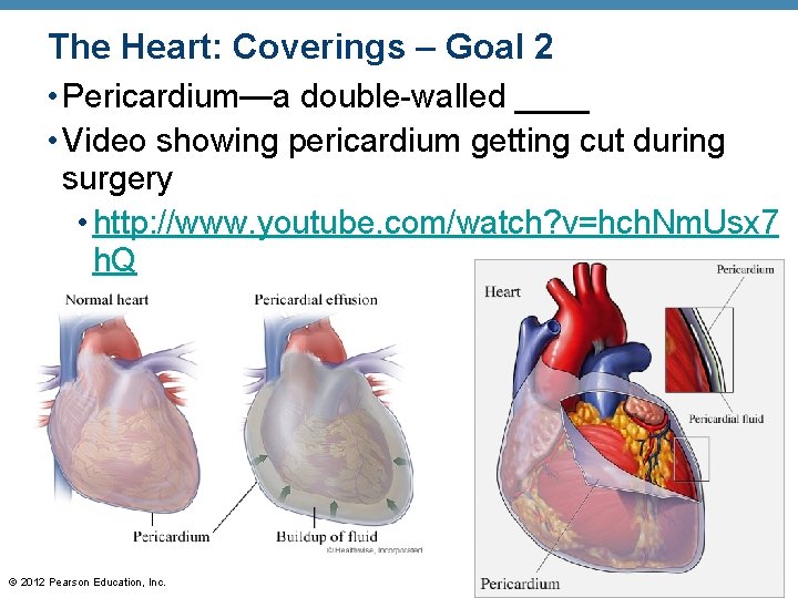 The Heart: Coverings – Goal 2 • Pericardium—a double-walled ____ • Video showing pericardium