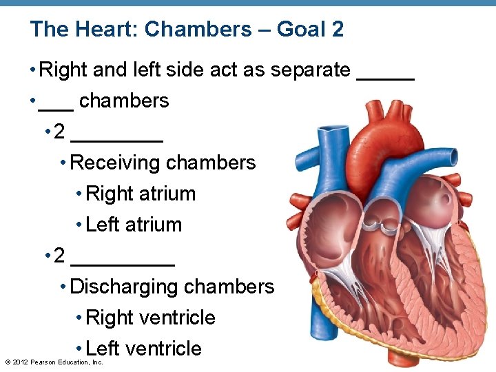 The Heart: Chambers – Goal 2 • Right and left side act as separate