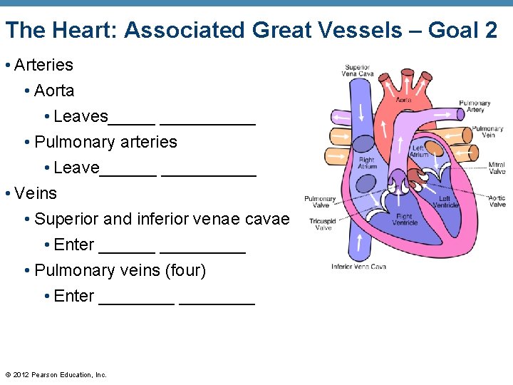 The Heart: Associated Great Vessels – Goal 2 • Arteries • Aorta • Leaves_____