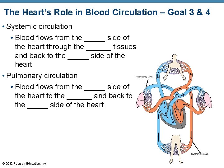 The Heart’s Role in Blood Circulation – Goal 3 & 4 • Systemic circulation