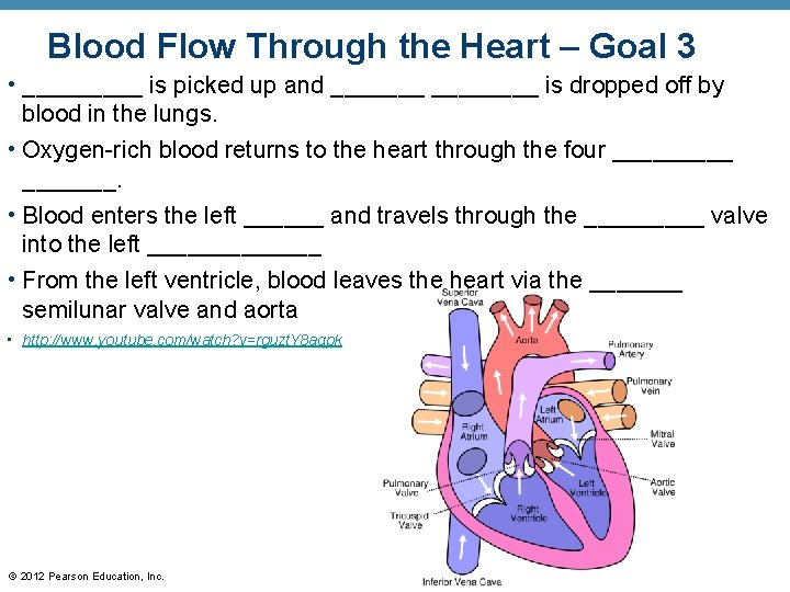 Blood Flow Through the Heart – Goal 3 • _____ is picked up and