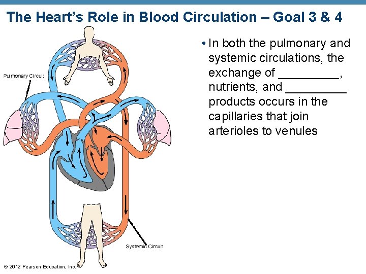 The Heart’s Role in Blood Circulation – Goal 3 & 4 • In both