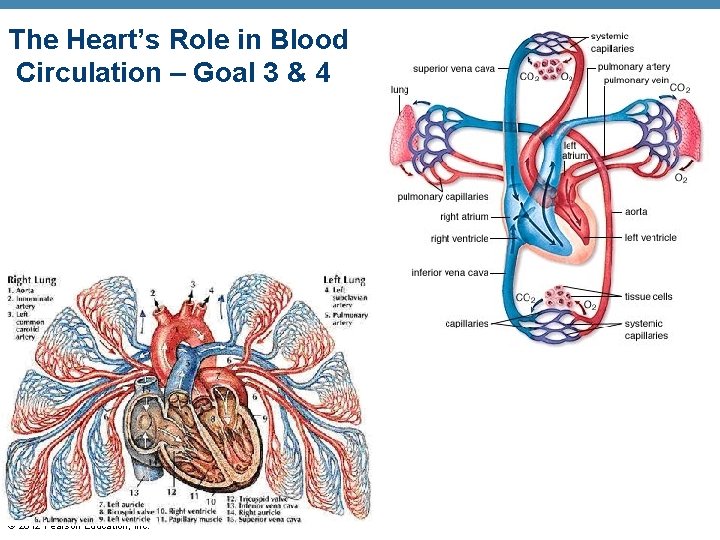 The Heart’s Role in Blood Circulation – Goal 3 & 4 © 2012 Pearson