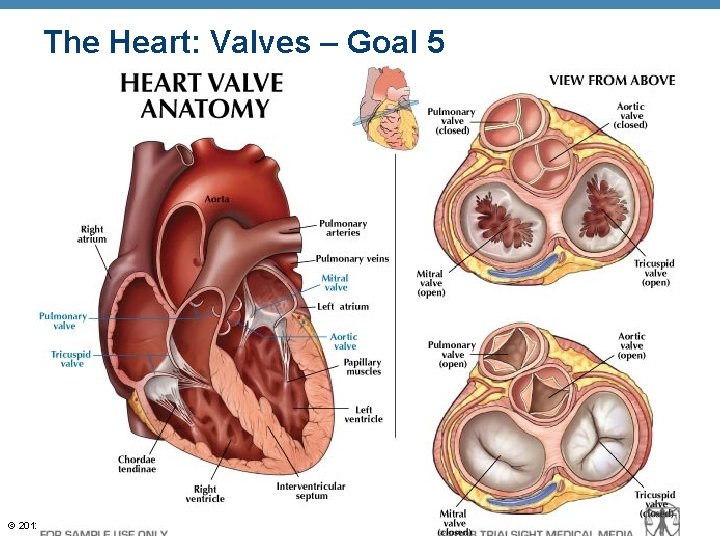 The Heart: Valves – Goal 5 © 2012 Pearson Education, Inc. 