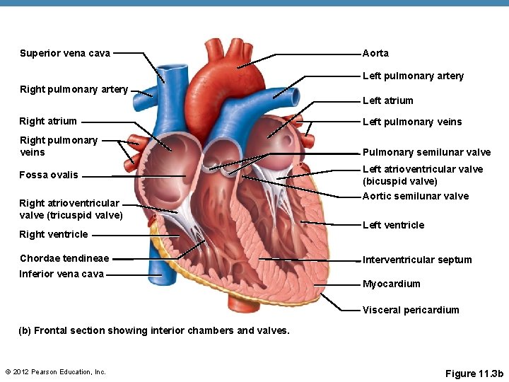 Superior vena cava Aorta Left pulmonary artery Right pulmonary artery Left atrium Right atrium