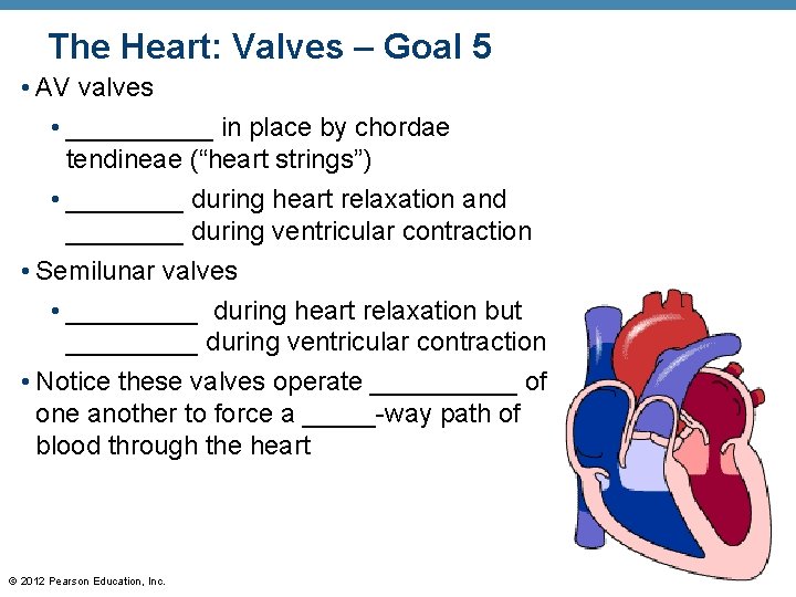 The Heart: Valves – Goal 5 • AV valves • _____ in place by