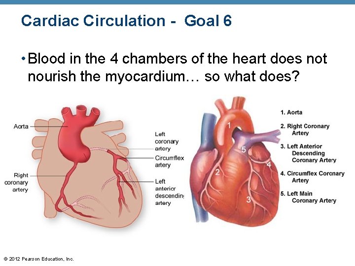 Cardiac Circulation - Goal 6 • Blood in the 4 chambers of the heart