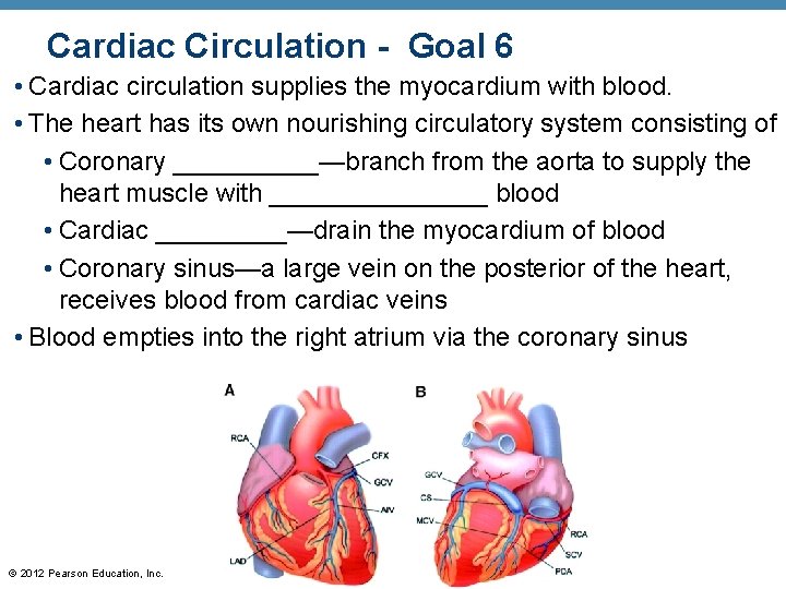 Cardiac Circulation - Goal 6 • Cardiac circulation supplies the myocardium with blood. •