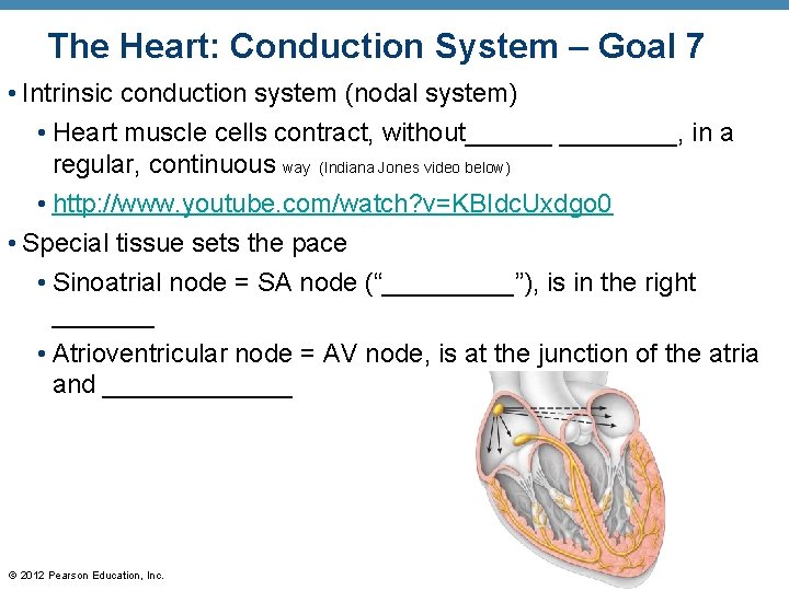 The Heart: Conduction System – Goal 7 • Intrinsic conduction system (nodal system) •