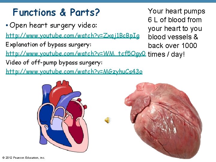 Functions & Parts? Your heart pumps 6 L of blood from • Open heart