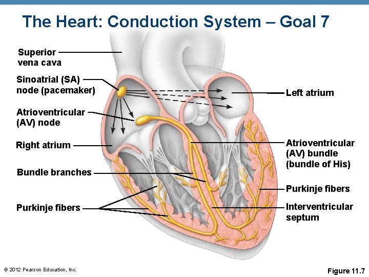 The Heart: Conduction System – Goal 7 Superior vena cava Sinoatrial (SA) node (pacemaker)