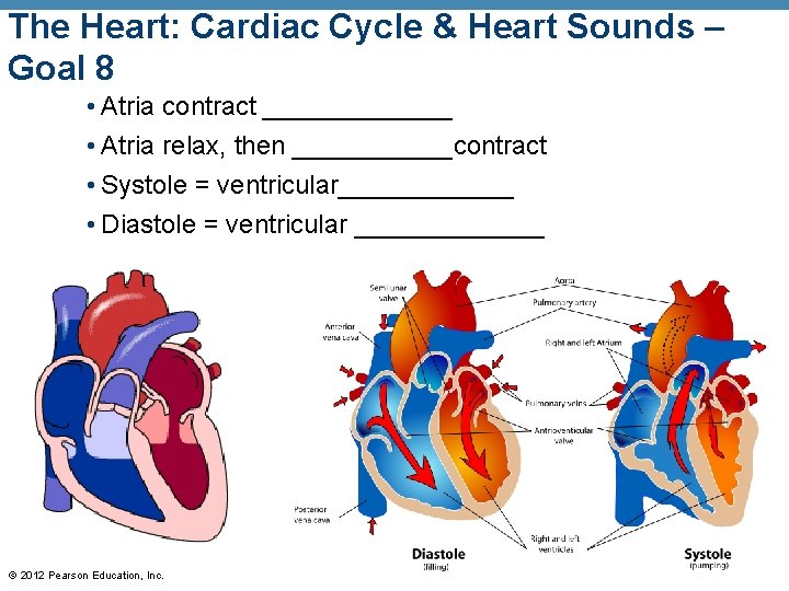 The Heart: Cardiac Cycle & Heart Sounds – Goal 8 • Atria contract _______