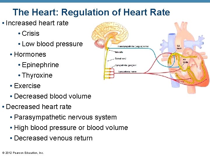 The Heart: Regulation of Heart Rate • Increased heart rate • Crisis • Low