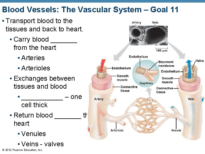 Blood Vessels: The Vascular System – Goal 11 • Transport blood to the tissues