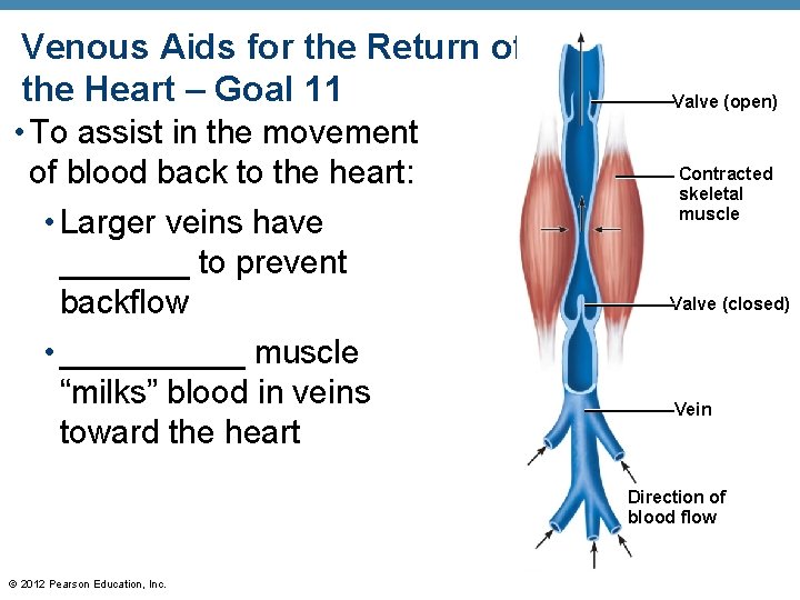 Venous Aids for the Return of Blood to the Heart – Goal 11 Valve