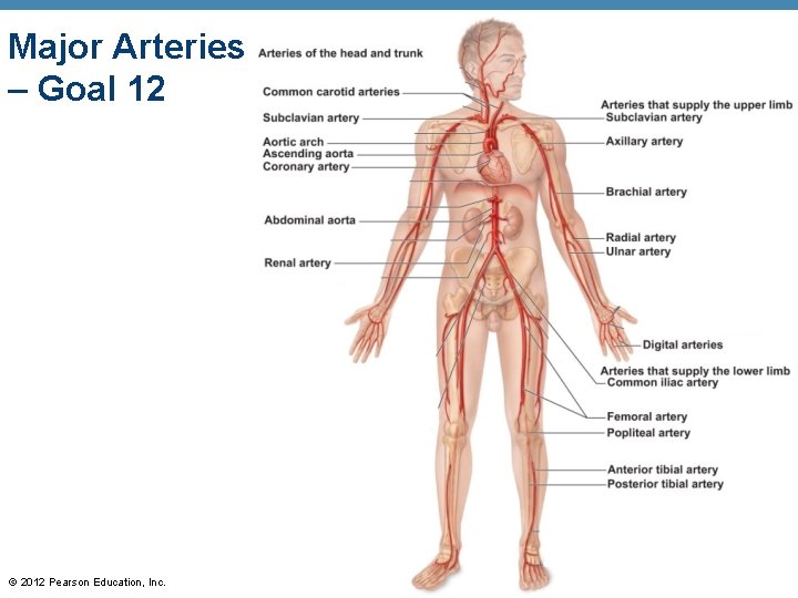 Major Arteries – Goal 12 © 2012 Pearson Education, Inc. 