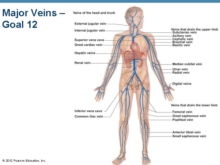Major Veins – Goal 12 © 2012 Pearson Education, Inc. 