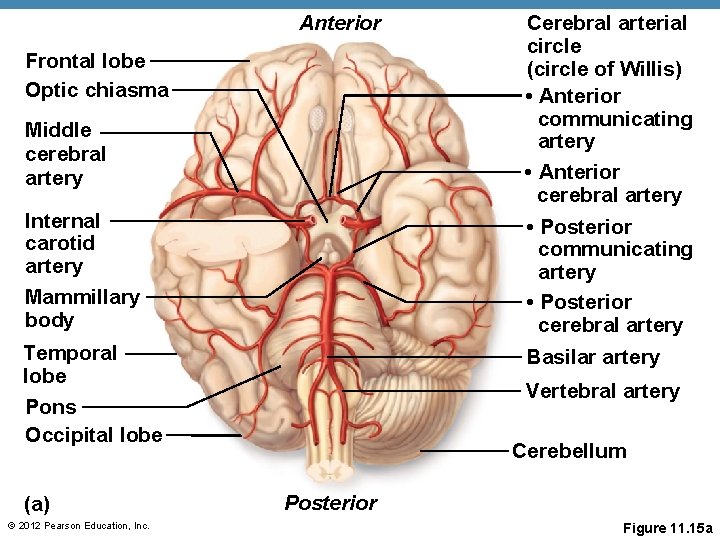 Anterior Frontal lobe Optic chiasma Middle cerebral artery Cerebral arterial circle (circle of Willis)