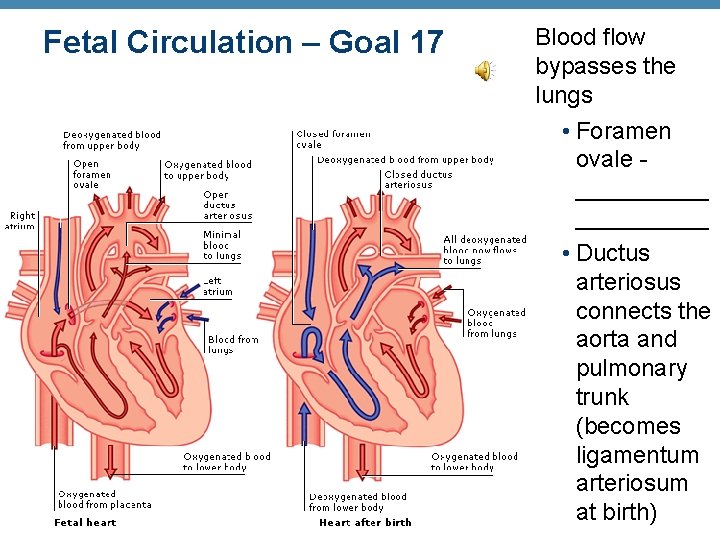 Fetal Circulation – Goal 17 © 2012 Pearson Education, Inc. Blood flow bypasses the