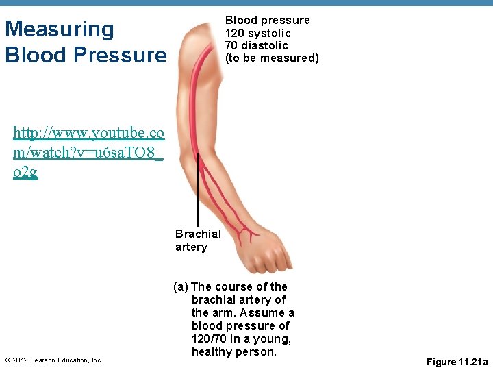 Blood pressure 120 systolic 70 diastolic (to be measured) Measuring Blood Pressure http: //www.