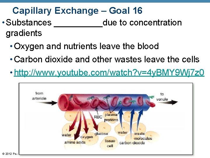 Capillary Exchange – Goal 16 • Substances _____due to concentration gradients • Oxygen and