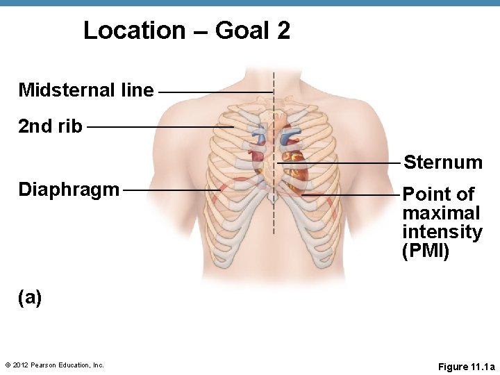 Location – Goal 2 Midsternal line 2 nd rib Sternum Diaphragm Point of maximal