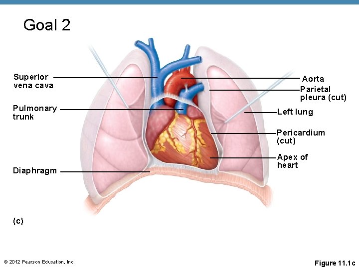 Goal 2 Superior vena cava Pulmonary trunk Aorta Parietal pleura (cut) Left lung Pericardium