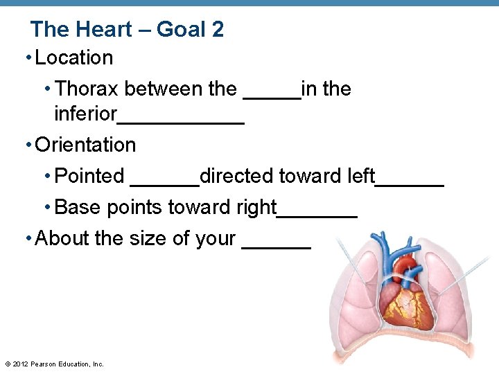 The Heart – Goal 2 • Location • Thorax between the _____in the inferior______