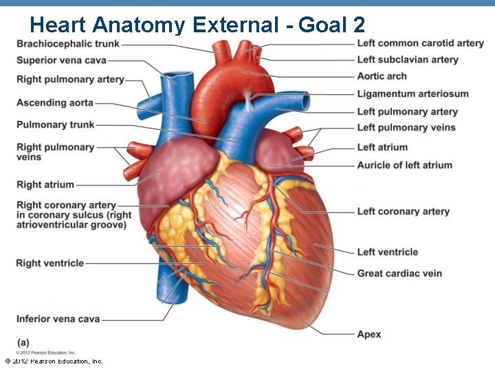 Heart Anatomy External - Goal 2 © 2012 Pearson Education, Inc. 