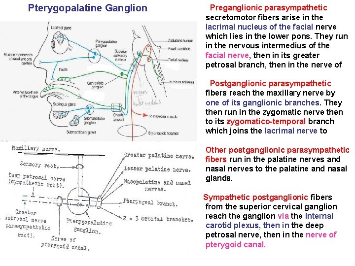 Pterygopalatine Ganglion Preganglionic parasympathetic secretomotor fibers arise in the lacrimal nucleus of the facial