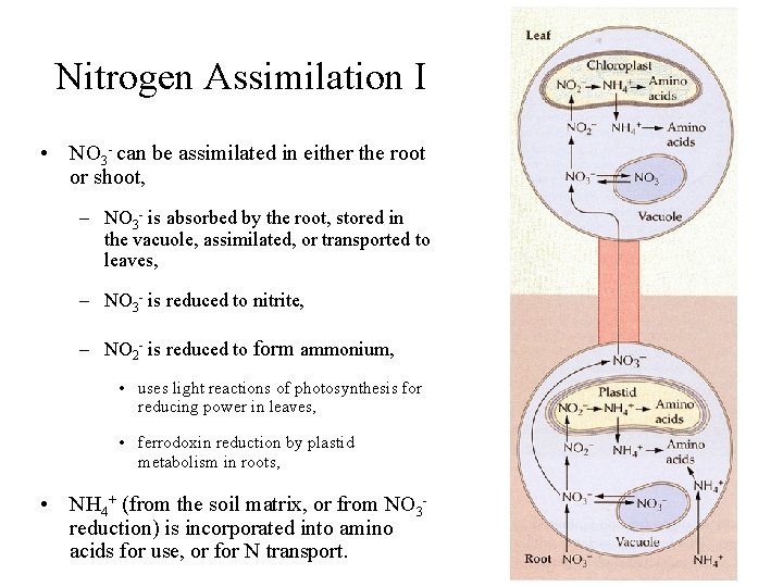 Nitrogen Assimilation I • NO 3 - can be assimilated in either the root