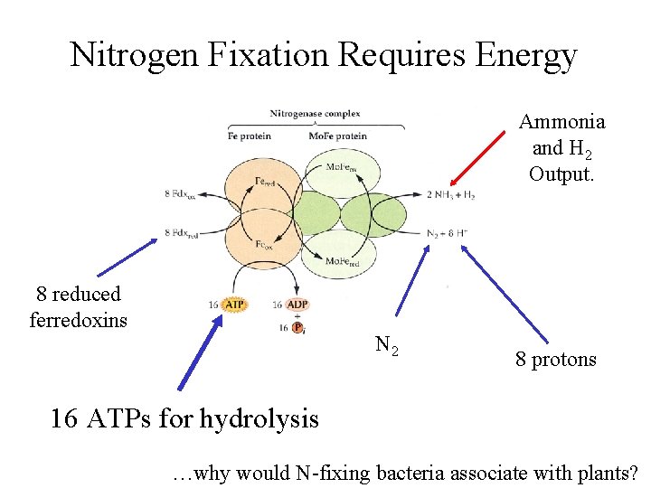 Nitrogen Fixation Requires Energy Ammonia and H 2 Output. 8 reduced ferredoxins N 2