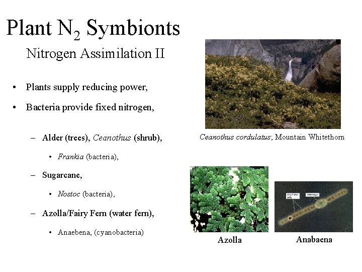 Plant N 2 Symbionts Nitrogen Assimilation II • Plants supply reducing power, • Bacteria