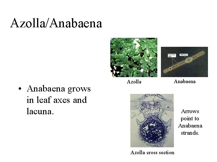 Azolla/Anabaena • Anabaena grows in leaf axes and lacuna. Azolla Anabaena Arrows point to