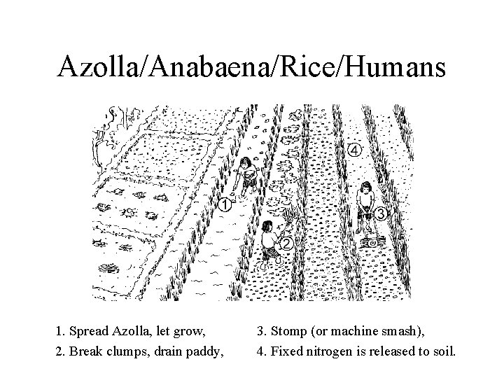 Azolla/Anabaena/Rice/Humans 1. Spread Azolla, let grow, 2. Break clumps, drain paddy, 3. Stomp (or