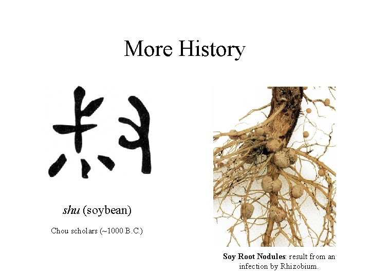More History shu (soybean) Chou scholars (~1000 B. C. ) Soy Root Nodules: result