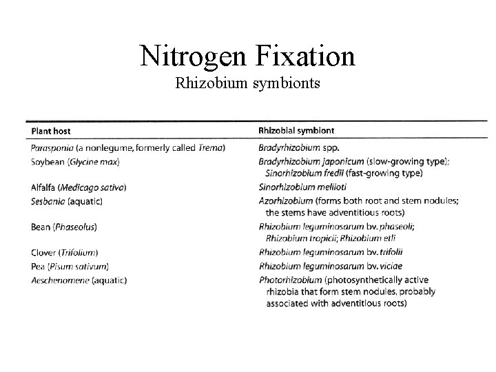 Nitrogen Fixation Rhizobium symbionts 