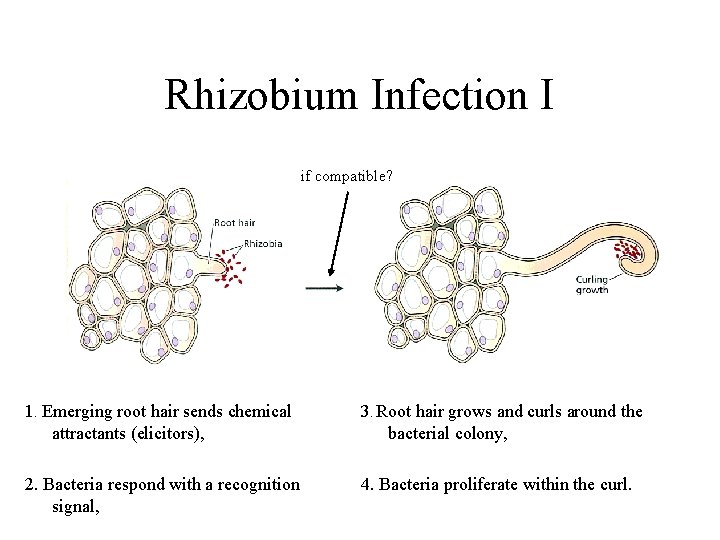 Rhizobium Infection I if compatible? 1. Emerging root hair sends chemical attractants (elicitors), 3.