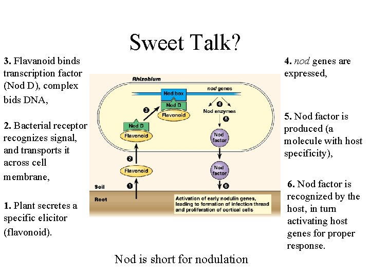 Sweet Talk? 3. Flavanoid binds transcription factor (Nod D), complex bids DNA, 4. nod