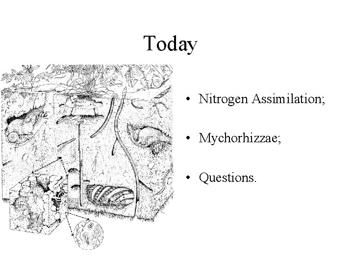 Today • Nitrogen Assimilation; • Mychorhizzae; • Questions. 