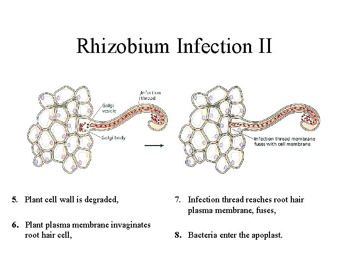 Rhizobium Infection II 5. Plant cell wall is degraded, 6. Plant plasma membrane invaginates