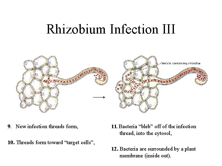 Rhizobium Infection III 9. New infection threads form, 11. Bacteria “bleb” off of the