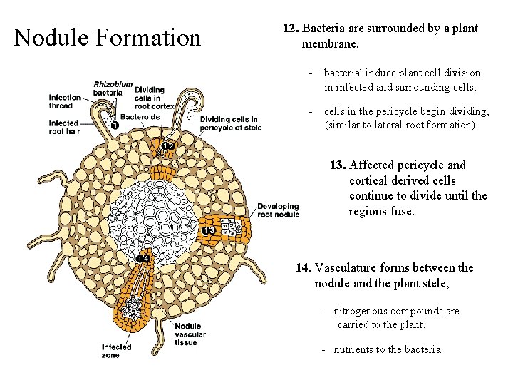 Nodule Formation 12. Bacteria are surrounded by a plant membrane. - bacterial induce plant