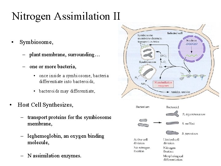 Nitrogen Assimilation II • Symbiosome, – plant membrane, surrounding… – one or more bacteria,