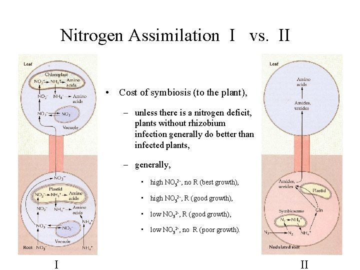 Nitrogen Assimilation I vs. II • Cost of symbiosis (to the plant), – unless