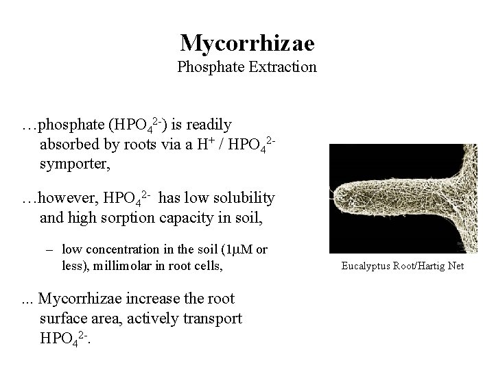 Mycorrhizae Phosphate Extraction …phosphate (HPO 42 -) is readily absorbed by roots via a