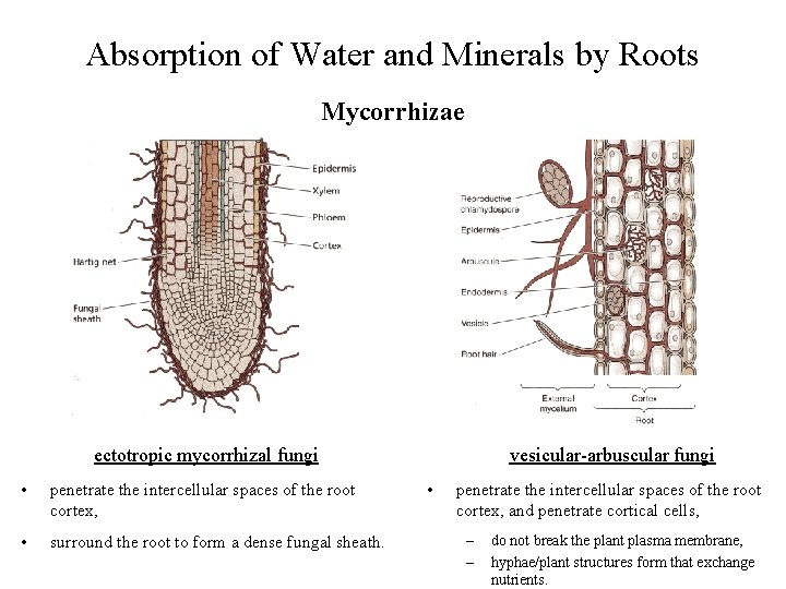 Absorption of Water and Minerals by Roots Mycorrhizae ectotropic mycorrhizal fungi • penetrate the