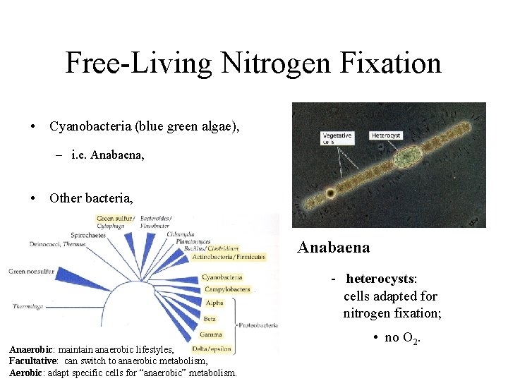 Free-Living Nitrogen Fixation • Cyanobacteria (blue green algae), – i. e. Anabaena, • Other